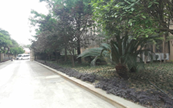 医院花园绿植