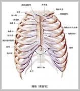 肋骨骨折怎么办?