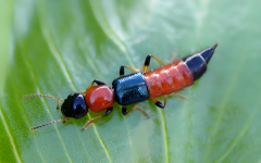 警惕隐翅虫遇到它千万别拍打