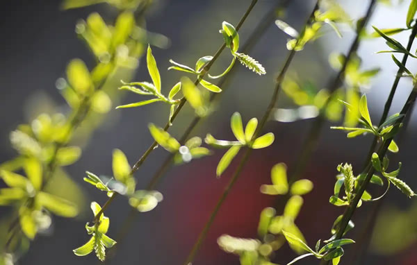 立春时节养生：护阳养肝时