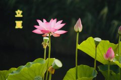 立夏节气养生——顺应天时养心阳