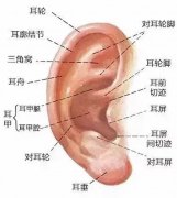 耳廓可不可以再造